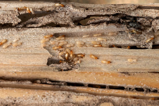Best Flea Control Services  in Noblesville, IN